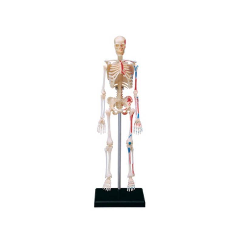 4d มนุษย์ Full Skeleton Anatom - Medical Lab Technology บทวิจารณ์และราคา